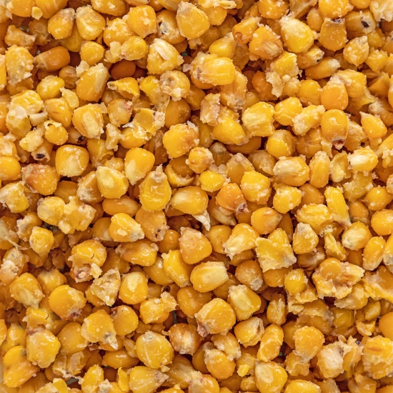 gotowana kukurydza